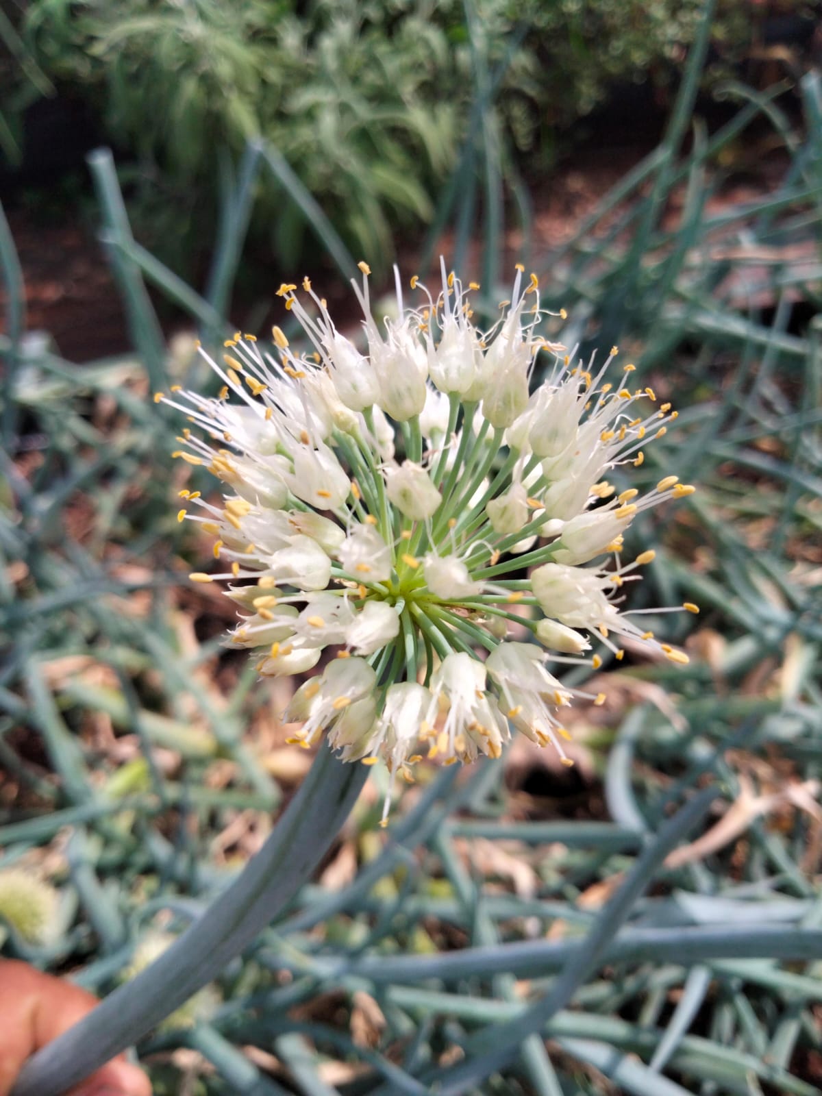 Flor de cebolla o cebollín ramillete domo