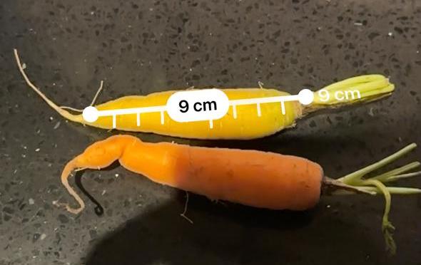 Zanahoria baby de colores sin hojas (tamaño 9 cm) amarilla y naranja 500 g