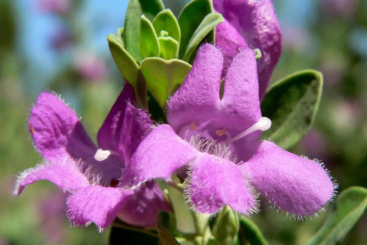 Flor de cenizo domo 25 pzas