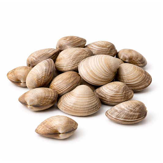Almeja Chione Viva 1 kg