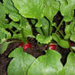 Hoja de rábano mediana (5 a 7 cm) domo 30 pzas