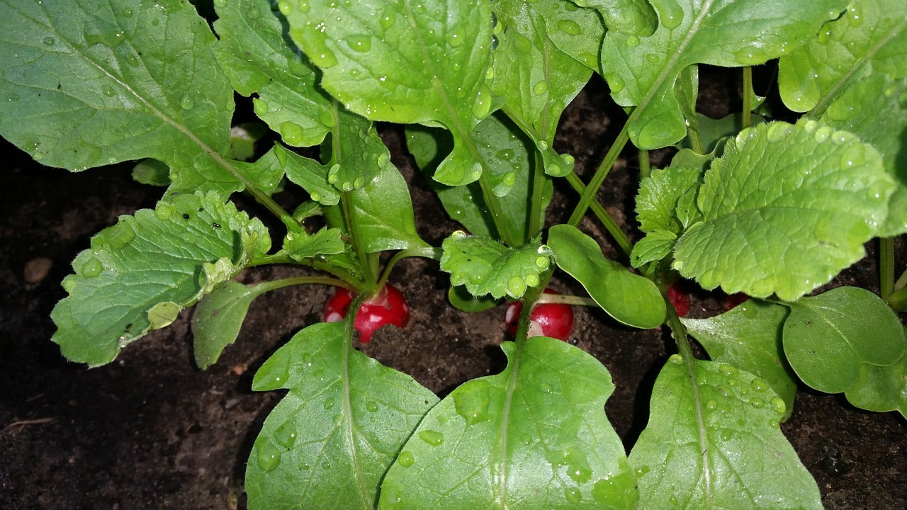 Hoja de rábano mediana (5 a 7 cm) domo 30 pzas