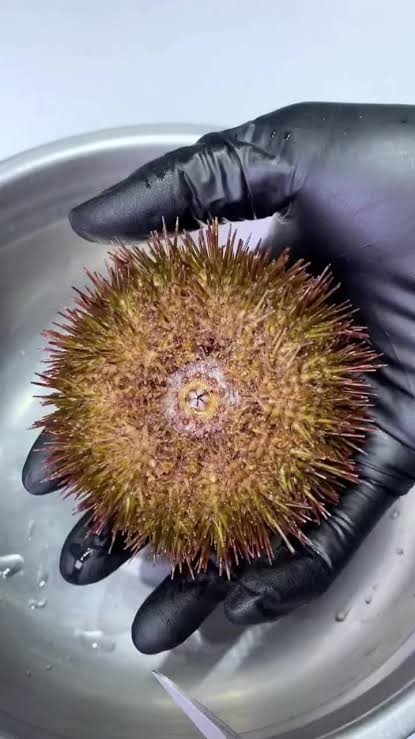 Erizo en Concha Vivo 1 kg