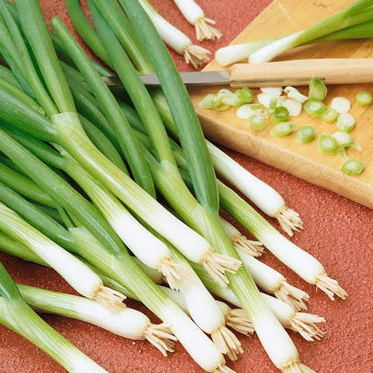 Cebolla cebolleta blanca japonesa o Negi 250 g
