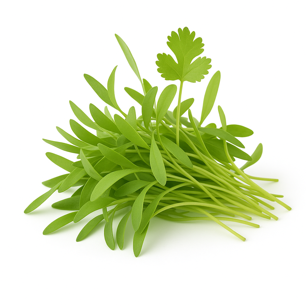 Brote de Cilantro Domo 15 g