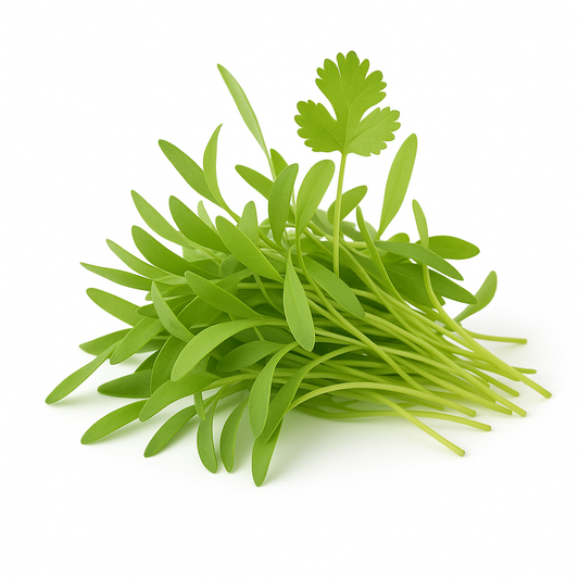 Brote de Cilantro Domo 15 g