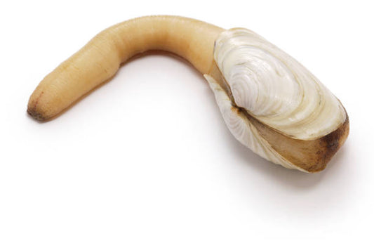 Almeja Generosa Viva 1 pieza
