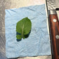 Hoja de rábano mediana (5 a 7 cm) domo 30 pzas