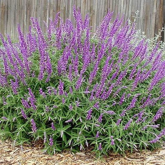 Salvia mexicana rollo 50 gr