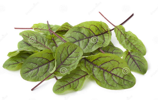 Hoja de Sorrel mediana Vena Roja (5 a 8 cm) domo 30 pzas
