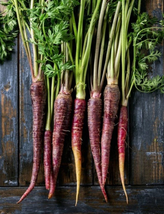 Zanahoria Baby Morada 1 pieza  Larga mínimo 13 cm