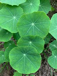 Hoja de Mastuerzo Domo 20  pza