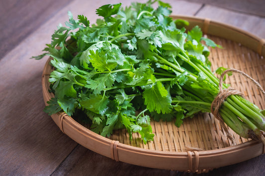 Cilantro local pequeño fresco manojo 50 g