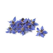 Flor de Borraja Domo 30 pzas