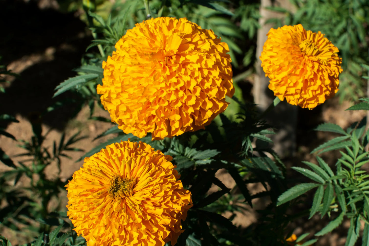 Flor de cempasúchil amarilla domo 15 piezas
