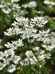 Flor de cilantro domo 10g