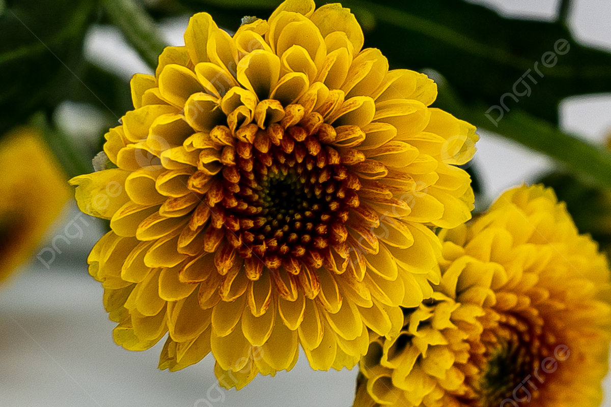 Flor de Crisantemo margarita Domo 20 pz