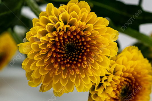 Flor de Crisantemo margarita Domo 20 pz