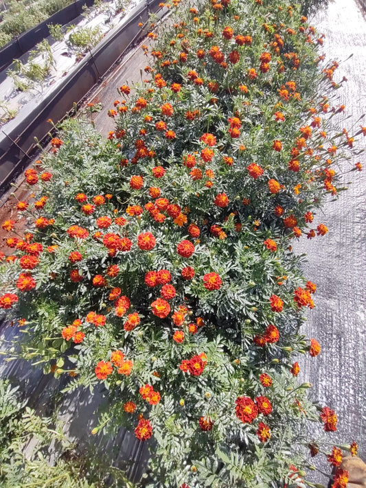 Flor de Marigold Domo 25 pzas