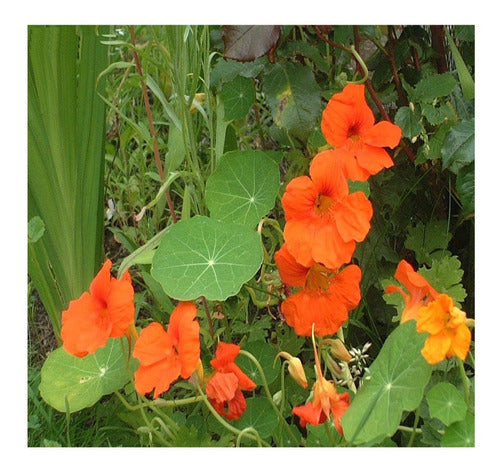 Flor de Mastuerzo Capuchina Domo 16 pzs