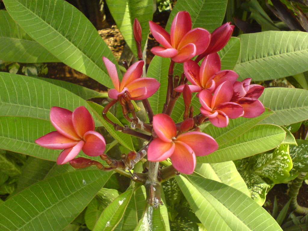 Flor de Mayo Domo 50 pza