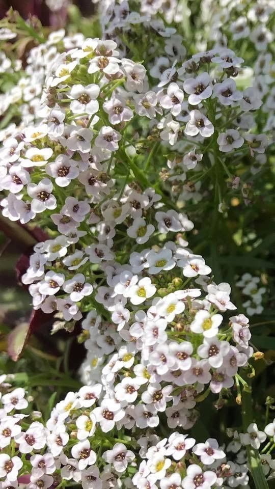 Flor de Miel o Panalillo Domo 15gr