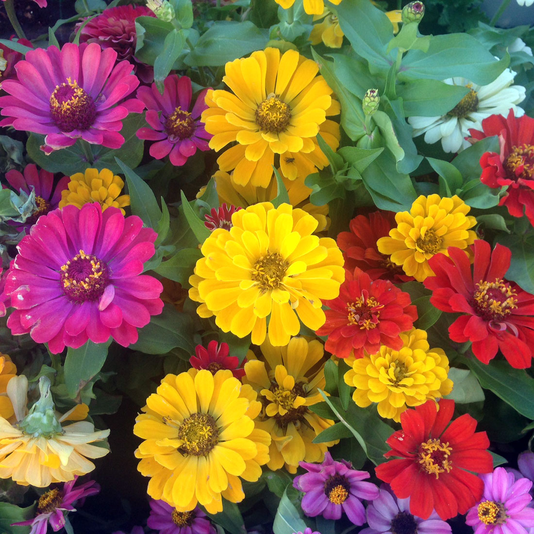 Flor de Zinnia pequeñas Domo 15pz