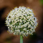 Flor de cebolla o cebollín ramillete domo