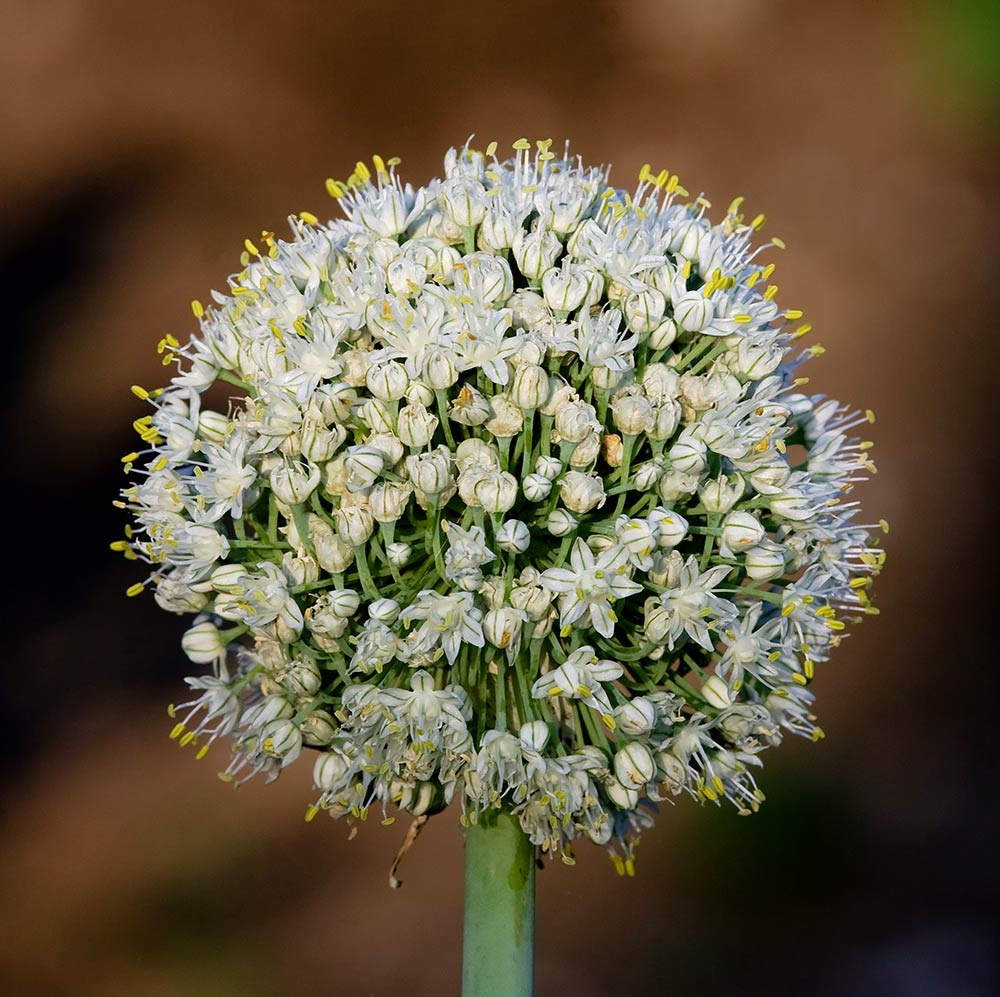 Flor de cebolla o cebollín ramillete domo