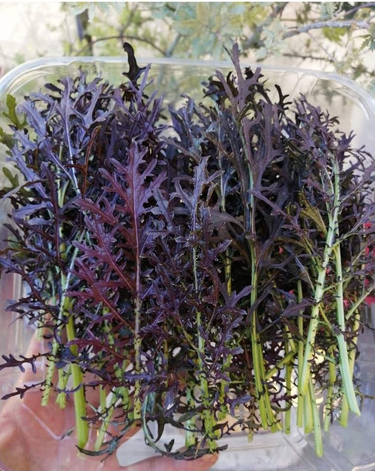 Mizuna  morada  hoja grande 100 g